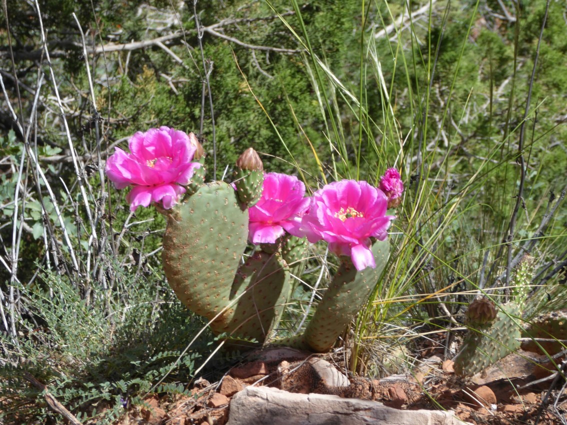 Flora and fauna of the high plateau&nbsp;desert