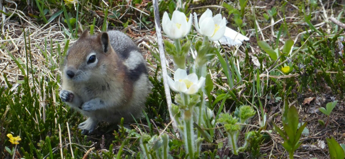 Flora and Fauna (and Four Lakes) in the&nbsp;Rockies